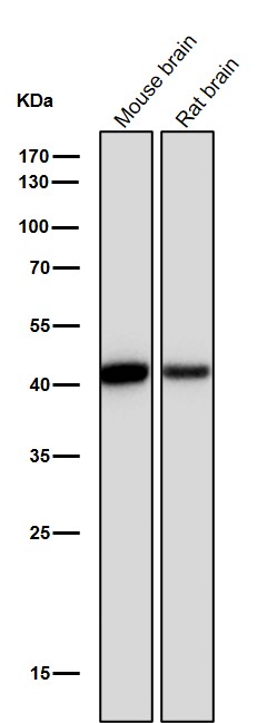 WB - Anti-CKII alpha CSNK2A1 Rabbit Monoclonal Antibody ABO14023